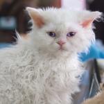 1629104932 433 Selkirk rex kissa