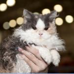 1629104932 466 Selkirk rex kissa