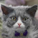 1629104932 765 Selkirk rex kissa