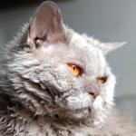 1629104932 799 Selkirk rex kissa