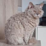 1629104932 913 Selkirk rex kissa