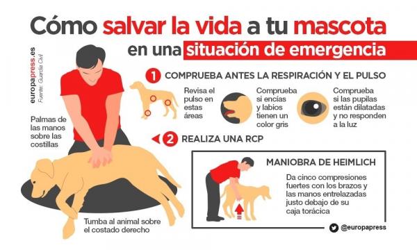 Sydän- ja keuhkojen elvytys koirilla (CPR) - Miten se tehdään - Kuinka elvyttää koira?