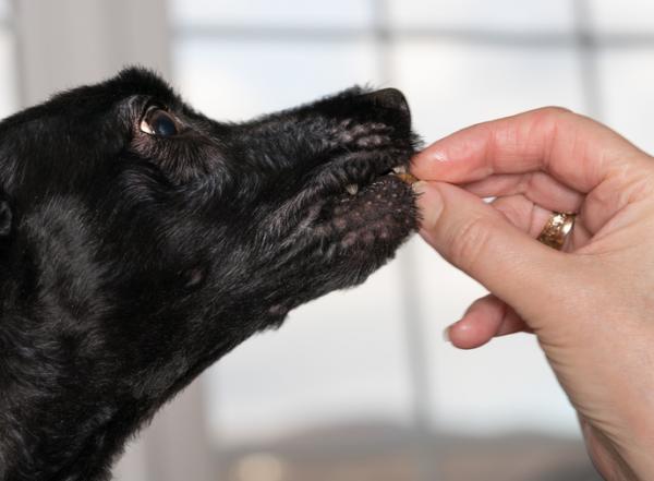 Milbemax koirilla - Käyttö ja annostus - Miten Milbemax annetaan koirille?