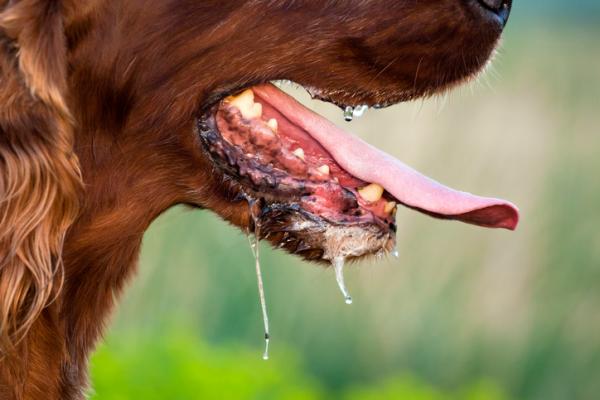 Milbemax koirilla - käyttötavat ja annostus - Milbemaxin sivuvaikutukset koirilla