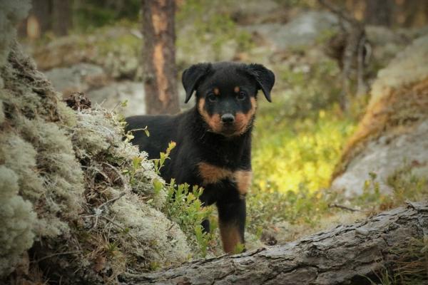 Rottweiler -pentuhoito - Rottwieler -pentuhygienia