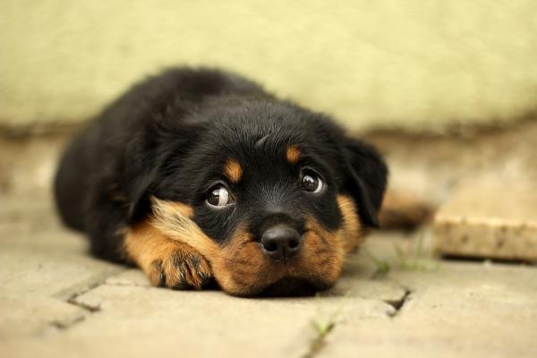 Rottweiler -pentun hoito - rokotus