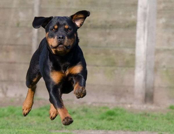 Rottweiler -pentuhoito - Rottweiler -pentuharjoitus