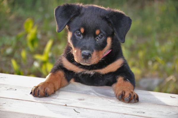 Rottweiler -pentun hoito - Rottweiler -pentun ruokinta