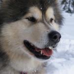 1629133970 803 Alaskan malamuutti