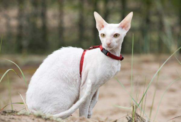 Kissarodut, jotka eivät irtoa - 5. Cornish rex kissa