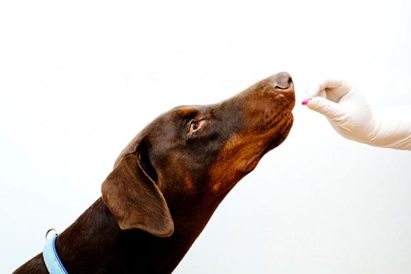 Nolotil koirille - Annostus ja käyttötarkoitukset - Nolotil -annos koirille
