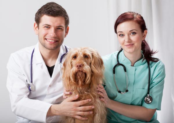 Anafylaktinen sokki koirilla - oireet ja hoito - vinkkejä anafylaktisen sokin välttämiseksi koirilla