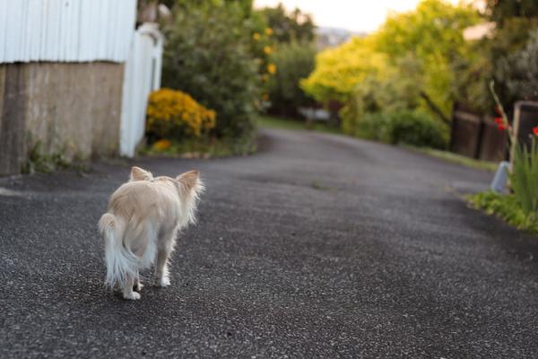 Jos koira eksyy, voiko se tulla takaisin?  - Ja jos koira eksyy, palaako se kotiin?