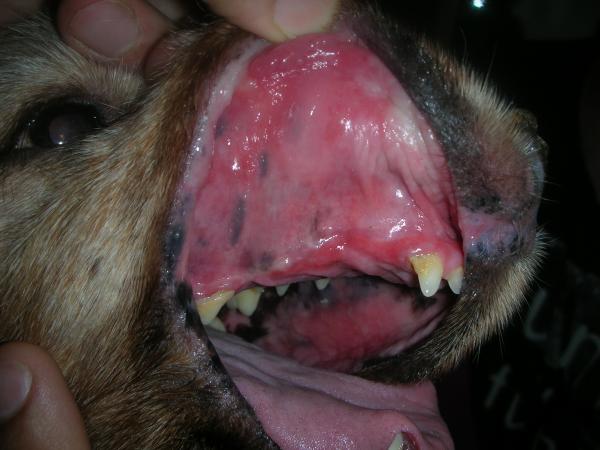 Koirien limakalvojen värin merkitys - Kongestiiviset limakalvot