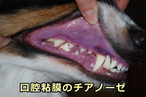 Koirien limakalvojen värin merkitys - Syaaniset limakalvot