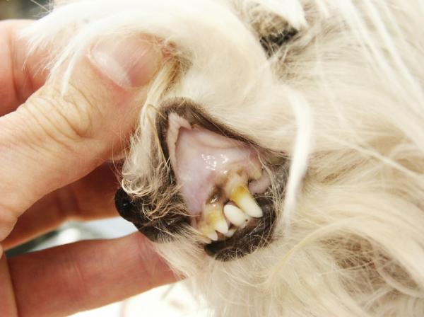 Koirien limakalvojen värin merkitys - Vaaleat tai aneeminen limakalvot