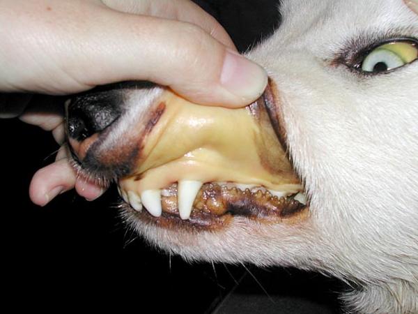 Koirien limakalvojen värin merkitys - Icteriset limakalvot