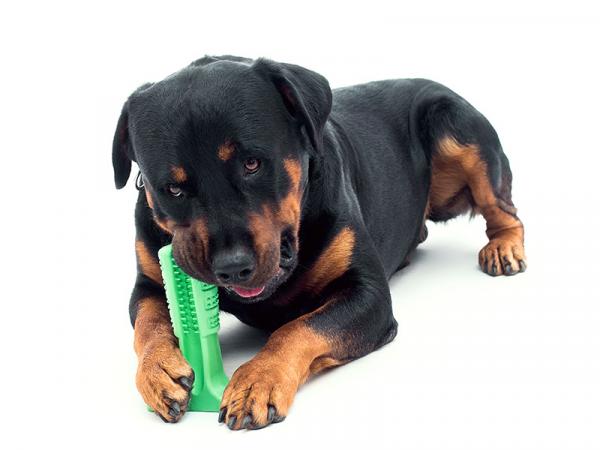 Eri tapoja puhdistaa koiran hampaat - 3. Bristly - Hammaslelu koirille