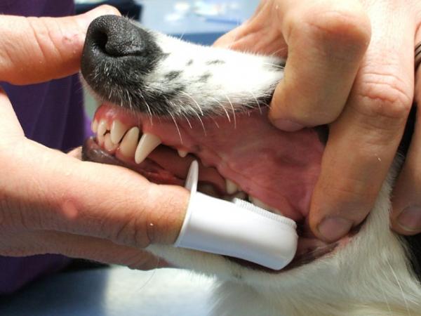 Eri tapoja puhdistaa koiran hampaat - 2. Harjan kansi