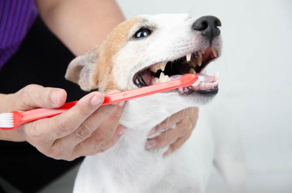 Eri tapoja puhdistaa koiran hampaat - 1. Koiran hammasharja