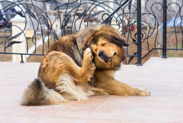 Heisimato koirilla - oireet ja hoito - Heisimaton elinkaari 