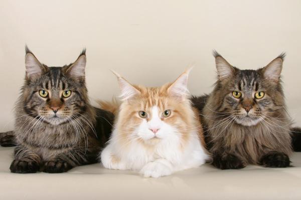 Maine Coon Care - Maine Coon -kylpy