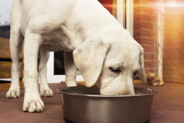 Korkea kreatiniinipitoisuus koirilla - oireet, syyt ja hoito - munuaissairaiden koirien ylläpito