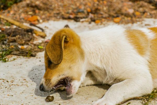 Madotyypit koirilla - Oireet ja hoidot - Keuhkomatot koirilla