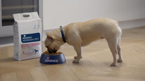 Ruoka atooppista ihottumaa sairastaville koirille - Mitä ottaa huomioon, kun valitset rehun CAD -koirille?