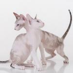 1629207099 395 Peterbald kissa