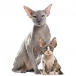 1629207099 579 Peterbald kissa