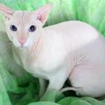 1629207099 69 Peterbald kissa