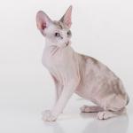 1629207099 761 Peterbald kissa