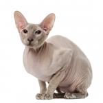 1629207099 79 Peterbald kissa