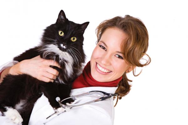 Ehkäisymenetelmät kissoille - Onko sinulla epäilyksiä?  Tarkista eläinlääkäriltäsi!
