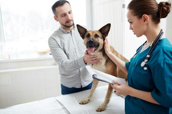 Ranitidiini koirille - Annostus, käyttö ja sivuvaikutukset - Ranitidiinin yliannostus koirilla