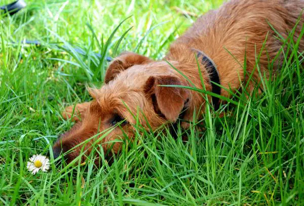 Silsahoito koirilla - vinkkejä ja korjaustoimenpiteitä silsaoireita vastaan ​​koirilla