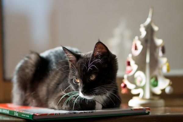 Kissalle ja koiralle myrkylliset joulukasvit - tyypillisiä ongelmia, joita esiintyy jouluna