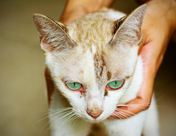 Tobrex kissoille - Annostus, annostus ja hinta - Tobrexin sivuvaikutukset ja vasta -aiheet kissoille