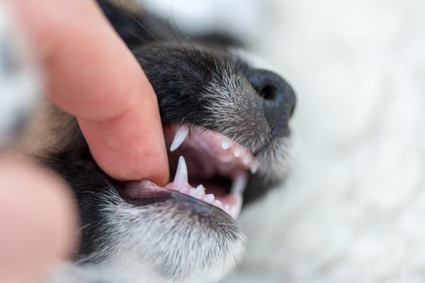 Milloin koirat vaihtavat hampaita?  - Minkä ikäisenä pennut alkavat puhjeta?