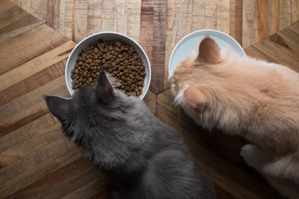 Kissani syö ilman pureskelua - Syyt ja toimenpiteet - Miksi kissani nielee?