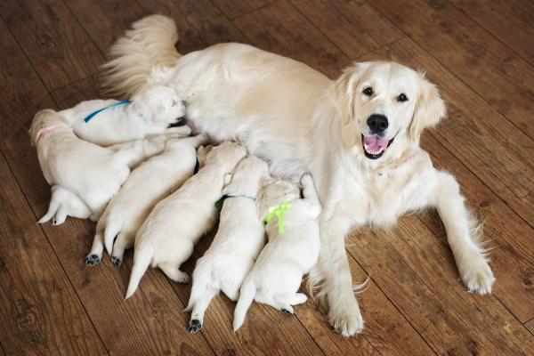 Emergency Puppy Formula - Kotitekoinen resepti - Ei ole parempaa pentumaitoa kuin äidin