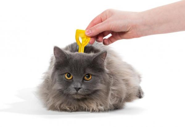 Pipetit kissoille - miten ne toimivat, annostus ja sivuvaikutukset - Kuinka laittaa pipetti kissalle?