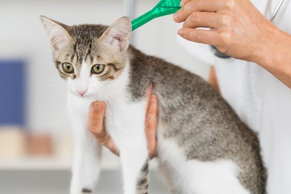 Pipetit kissoille - Kuinka ne toimivat, annostus ja sivuvaikutukset - Kuinka usein pipetoidaan kissa?