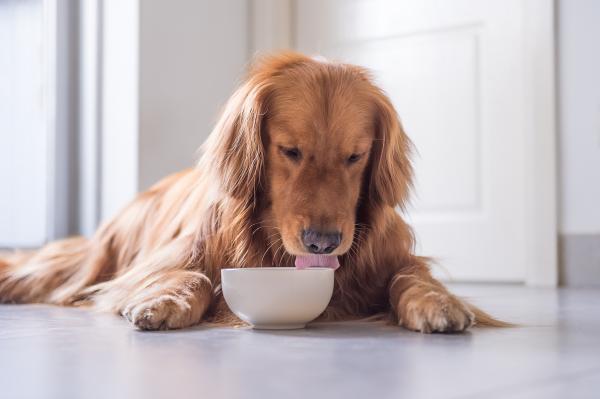 A -vitamiini koirille - Annostus ja suositukset - A -vitamiiniannos koirille