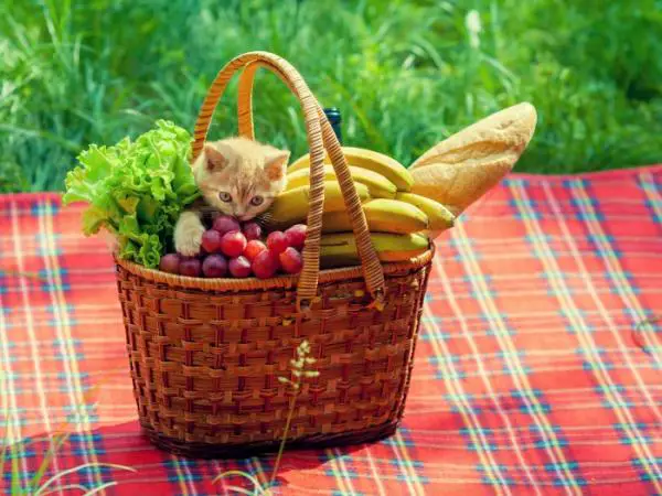 Kielletyt hedelmät ja vihannekset kissoille - haitallisia hedelmiä kissalle