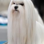 1629310179 17 Maltan Bichon