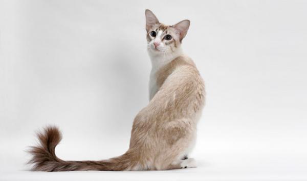 10 pitkäkarvaista kissaa - 9. Balilainen kissa