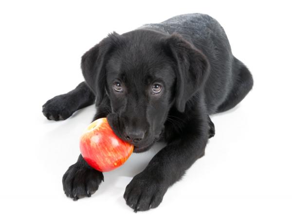 Voivatko koirat syödä omenaa?  - Voitko antaa omenan koiralle?