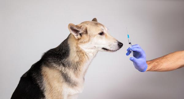 K -vitamiini koirille - Annostus ja käyttö - Kuinka antaa K -vitamiinia koiralle?